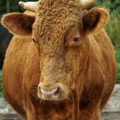 Ochsenclub Deimhausen